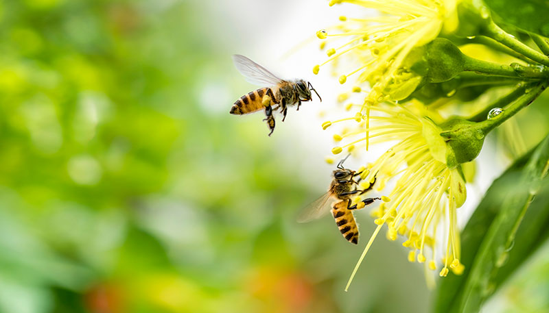 Here’s How You Can Easily Beat Spring Allergies This Year
