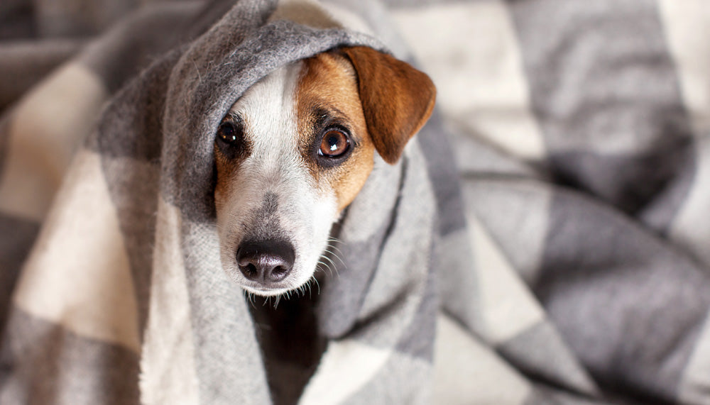 Ready for Cold Weather? Prep Your House Now With Winter Furnace Maintenance