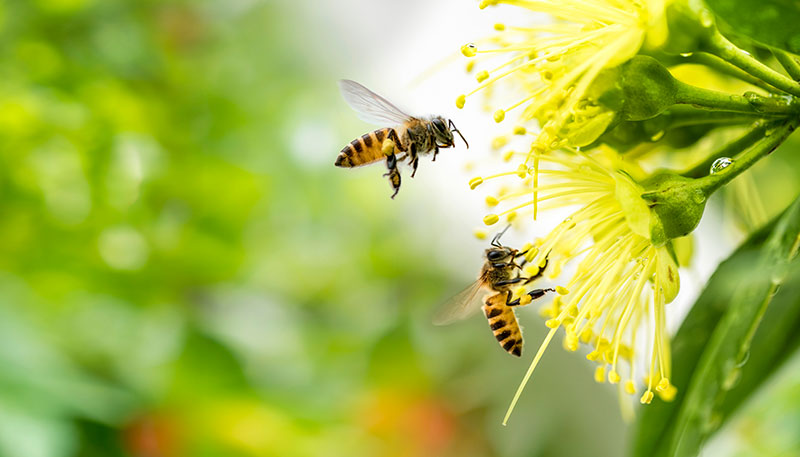 honeybees gathering pollen from spring flowers